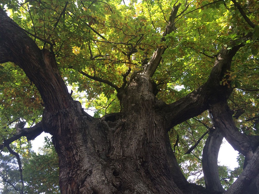 Subida al Castaño Santo (Istán) -Trekking/BTT/Carrera montaña - Actividad CEM